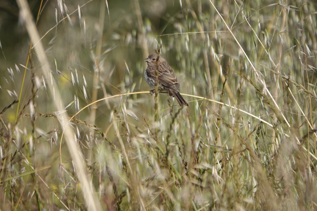 House Finch - Erica Rutherford/ John Colbert