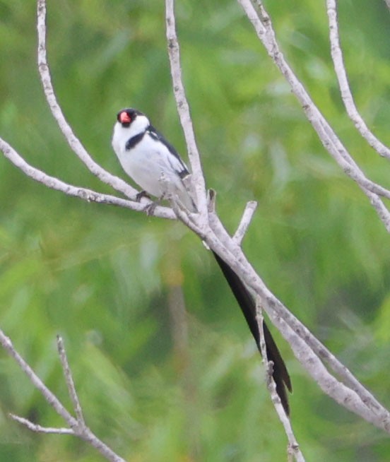 Pin-tailed Whydah - ML619860409