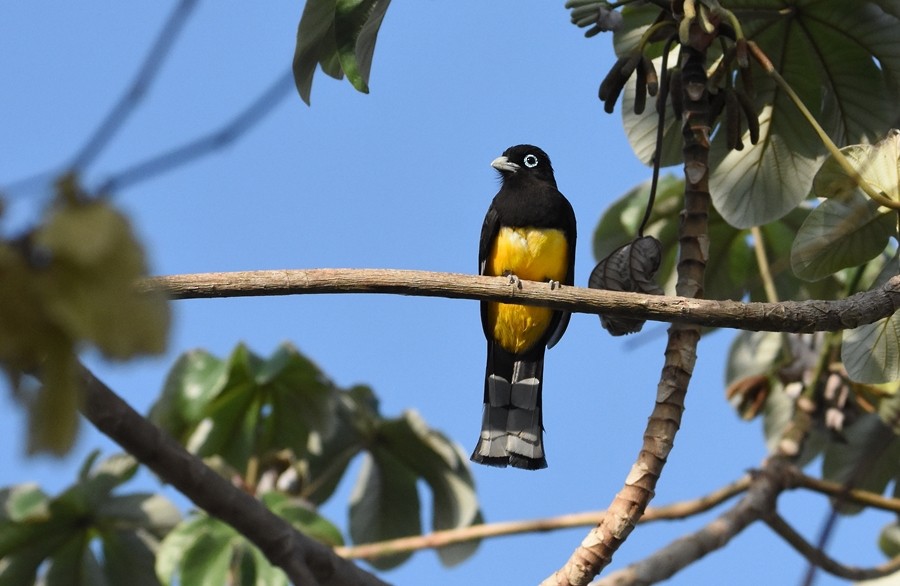 Trogon à tête noire - ML619860413