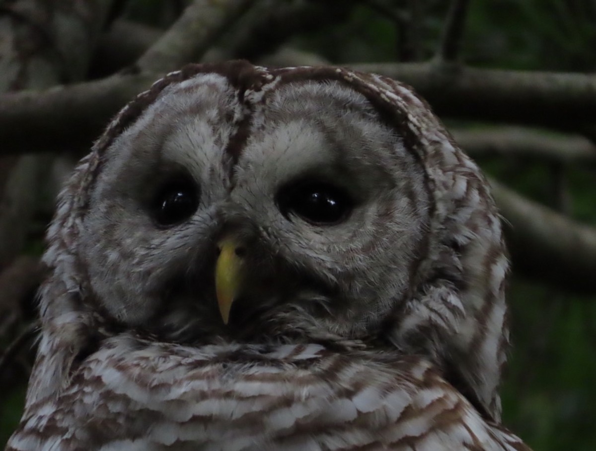 Barred Owl - ML619860417