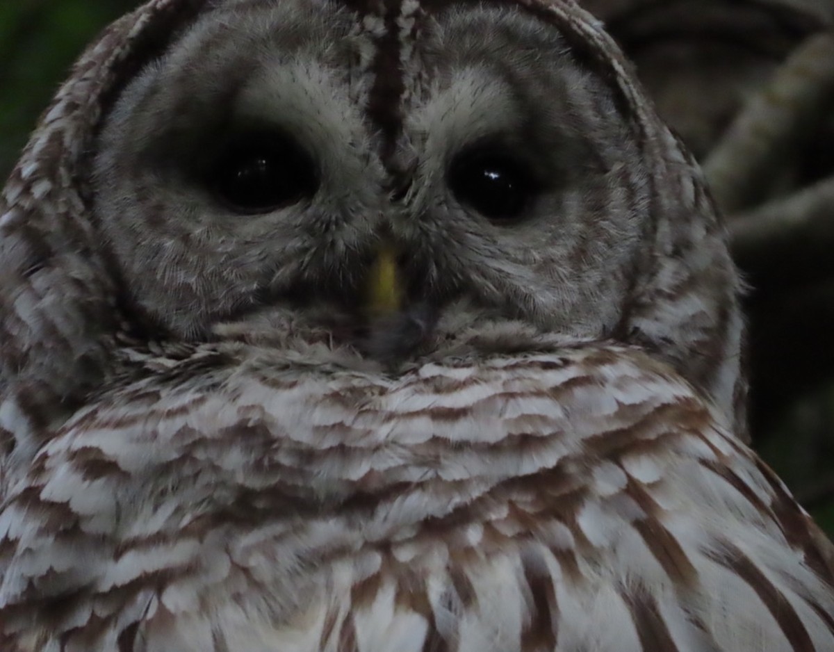 Barred Owl - ML619860419