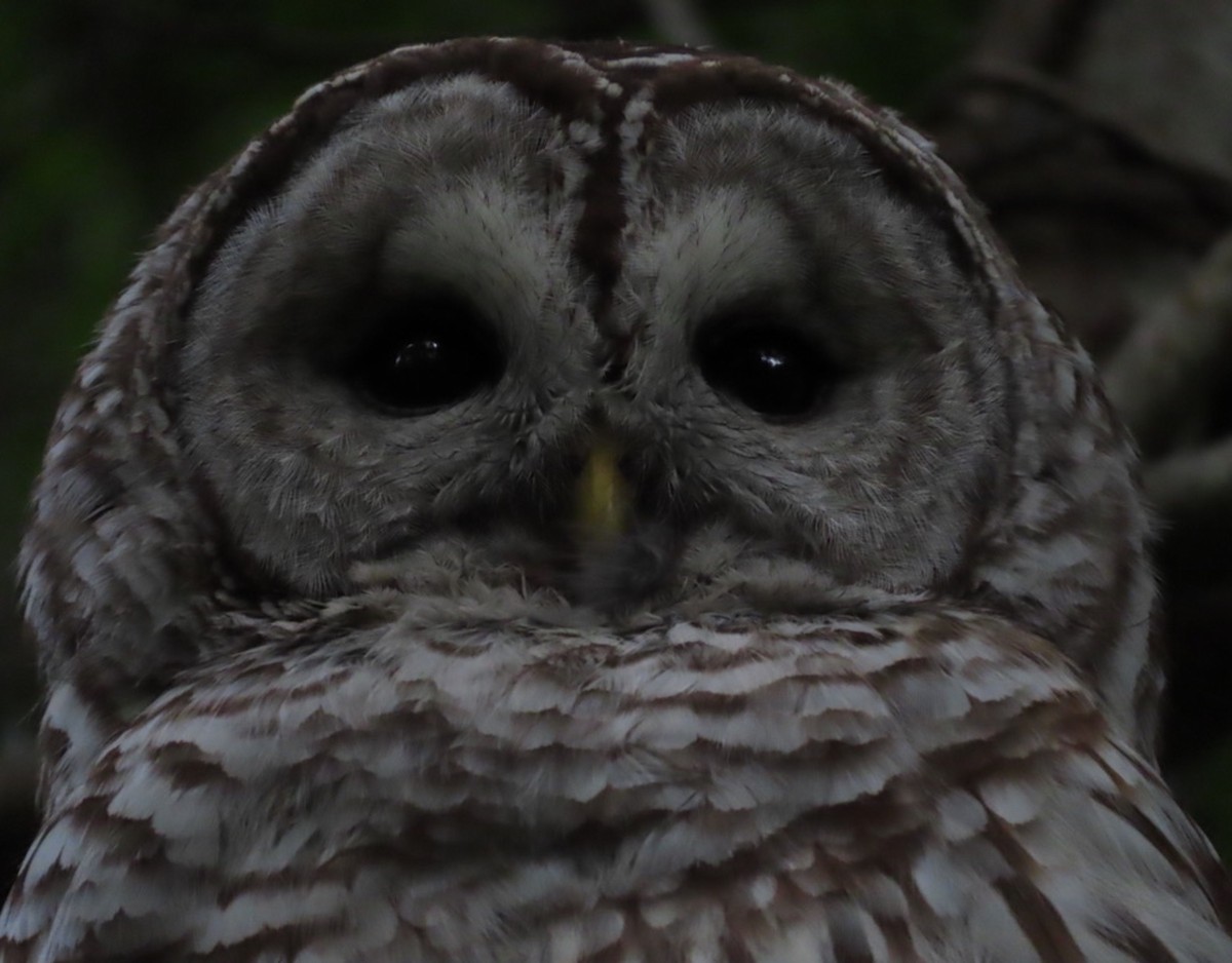 Barred Owl - ML619860424