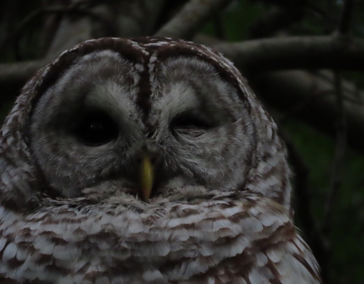 Barred Owl - ML619860426