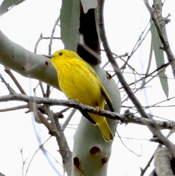 Yellow Warbler - ML619860427