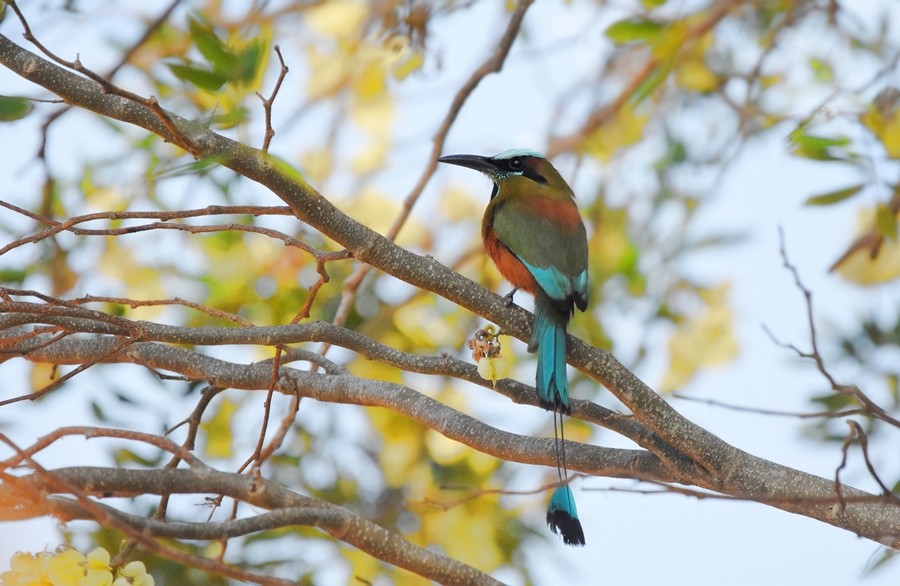 Lesson's Motmot - ML619860432