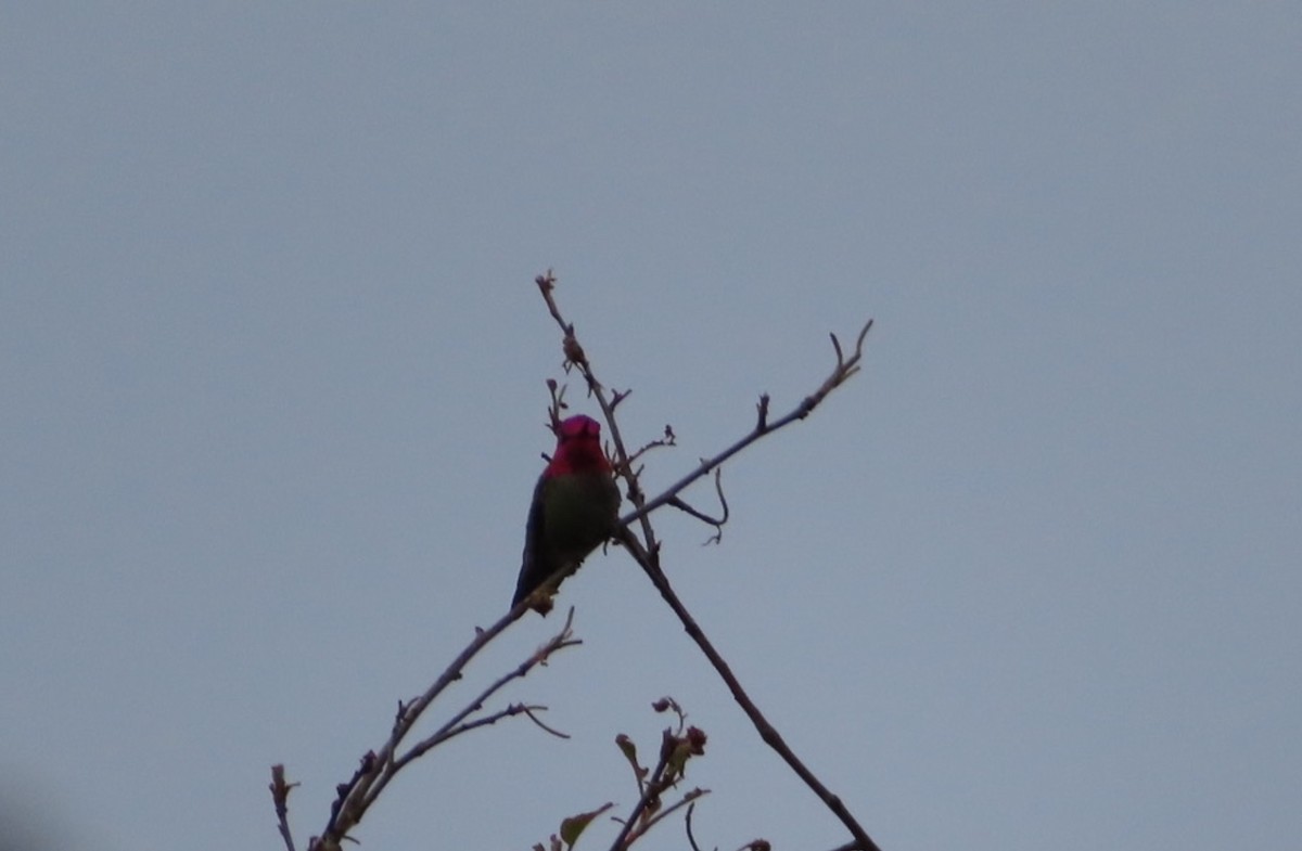 Anna's Hummingbird - ML619860433