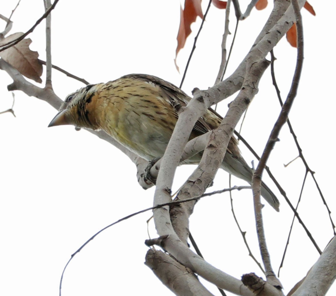 Black-headed Grosbeak - ML619860434