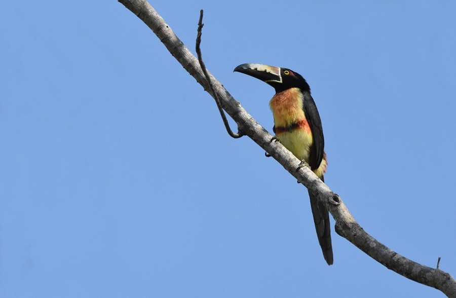 Collared Aracari - ML619860441