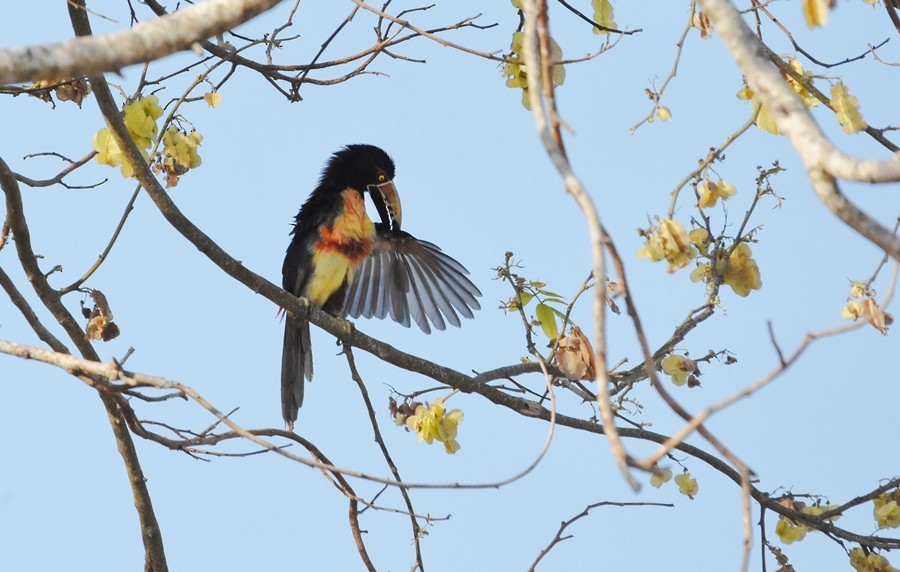 Collared Aracari - ML619860460