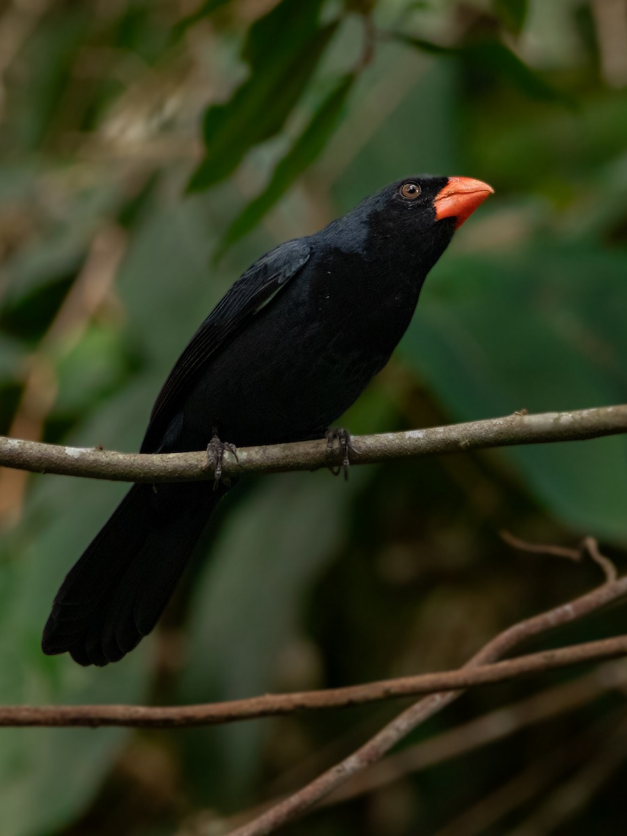 Black-throated Grosbeak - ML619860461