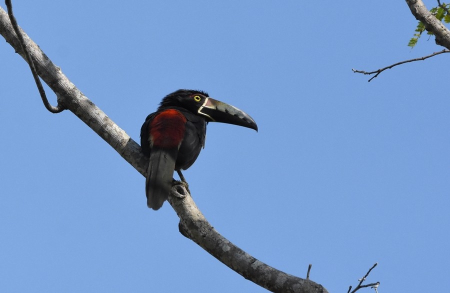 Collared Aracari - Sergio  Saldaña