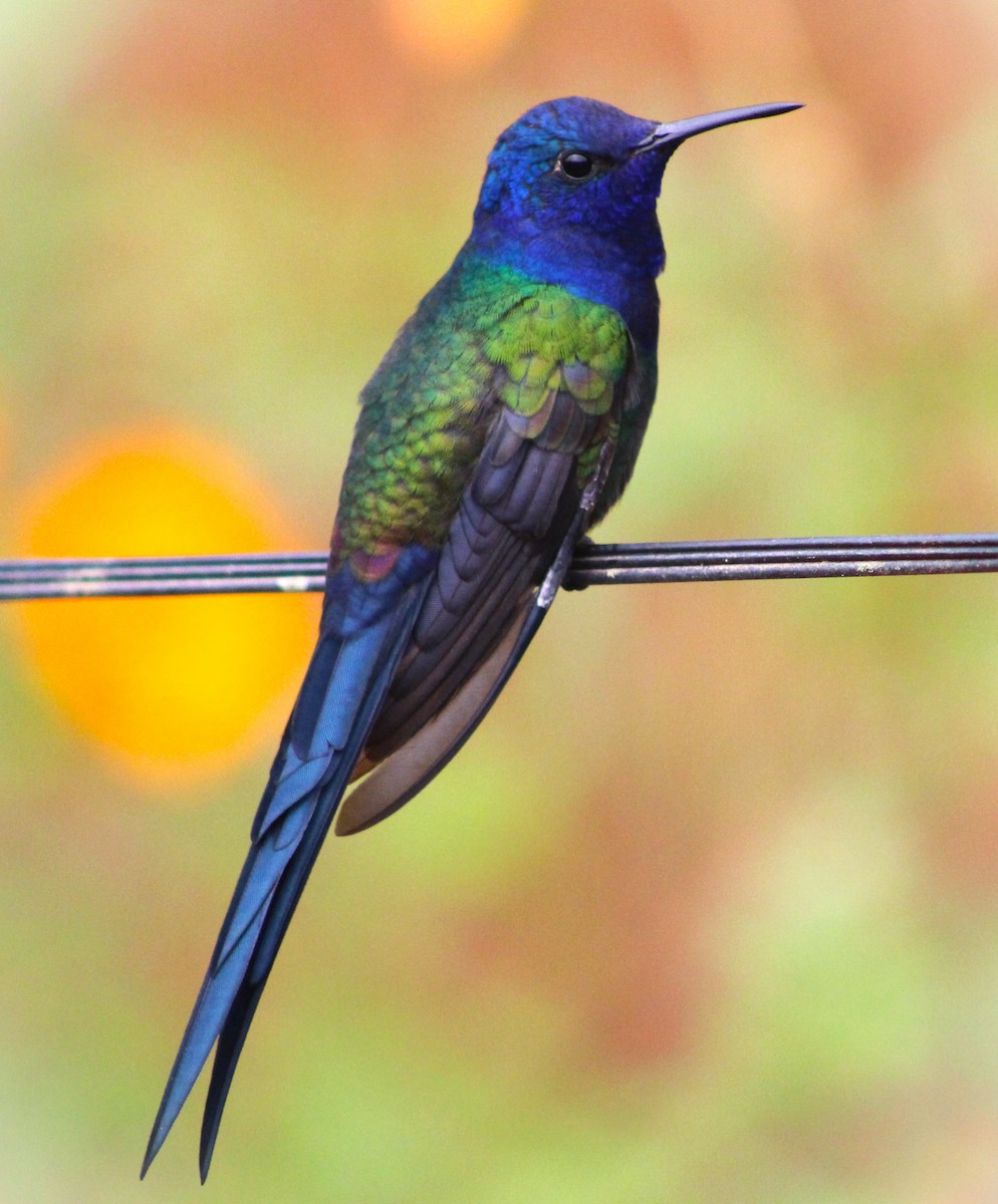 Swallow-tailed Hummingbird - ML619860469