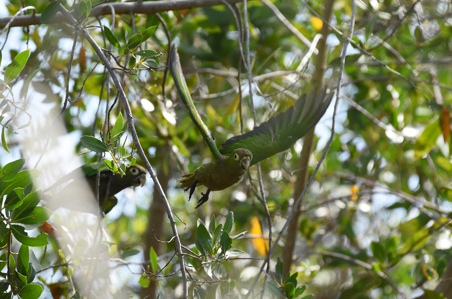 Olive-throated Parakeet - ML619860486