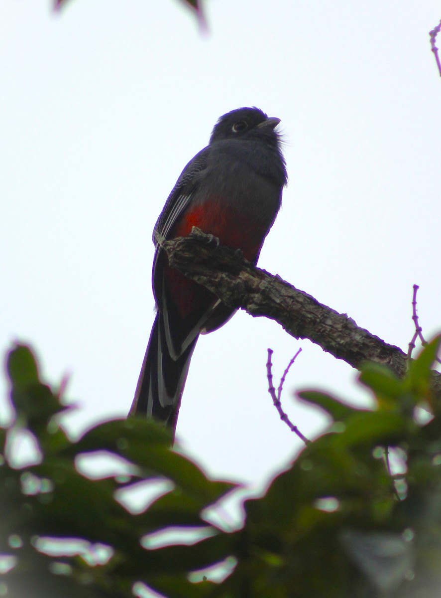 Trogon surucua - ML619860489