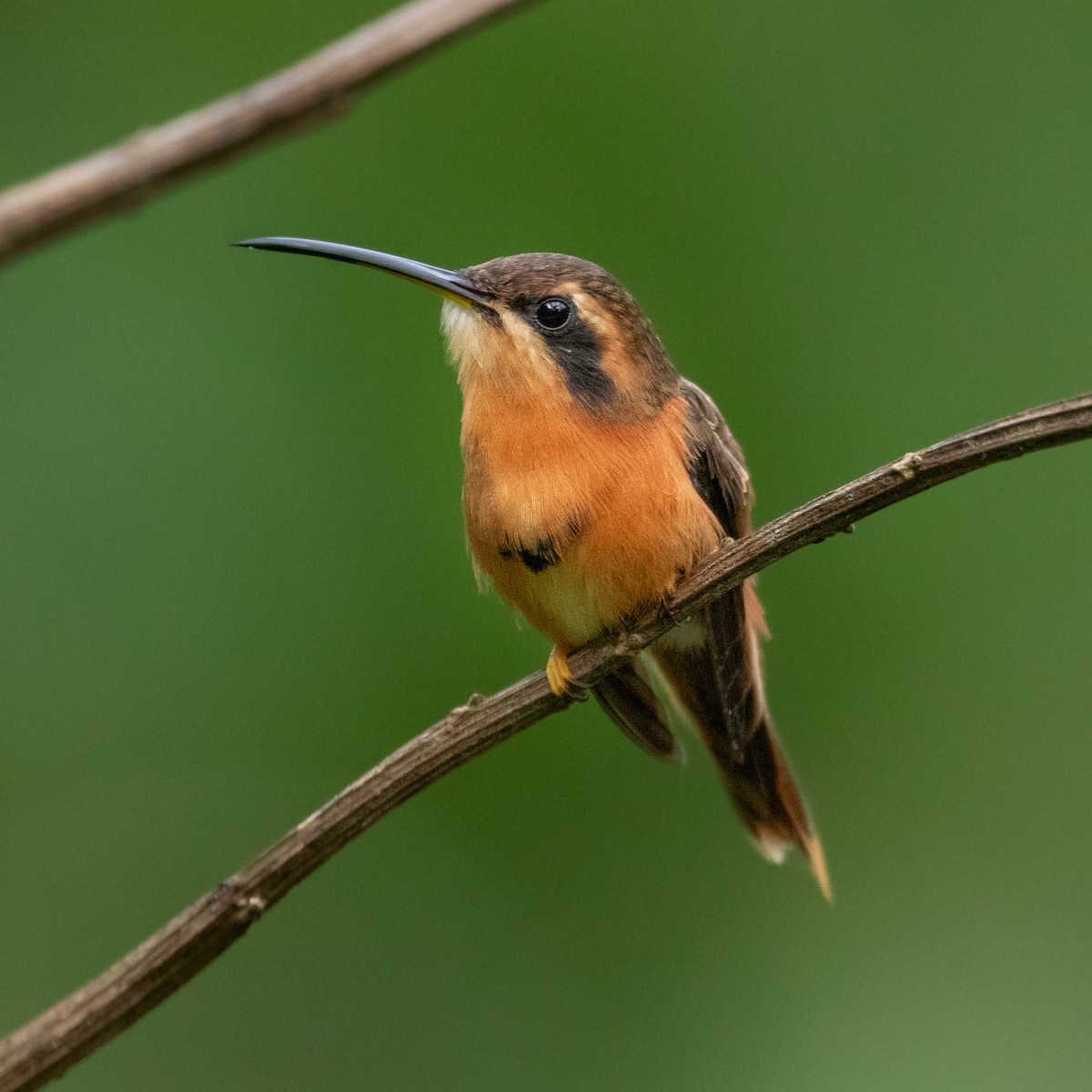 kolibřík malý - ML619860495