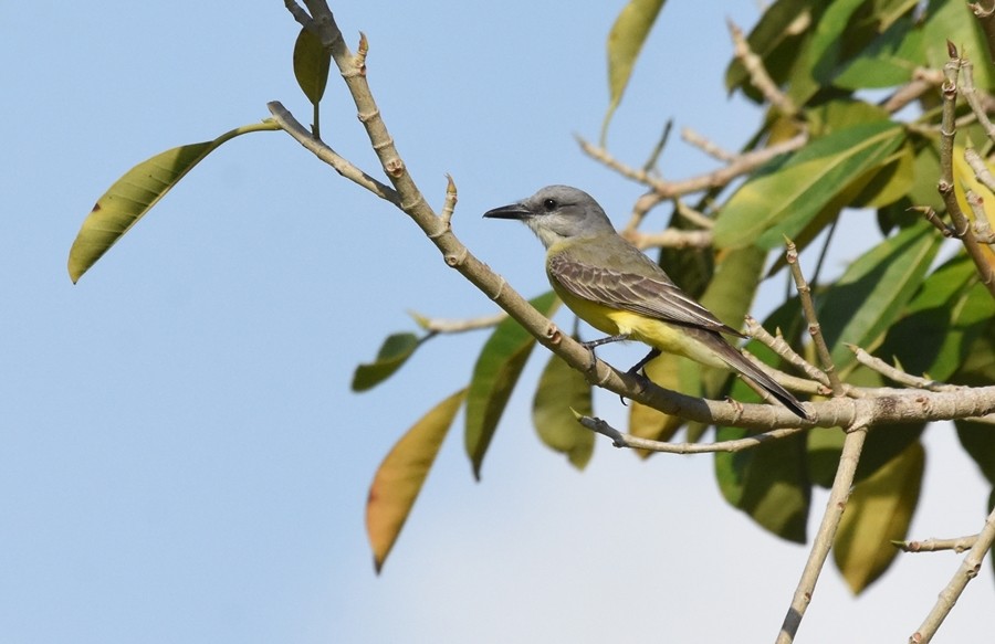 Couch's Kingbird - ML619860500