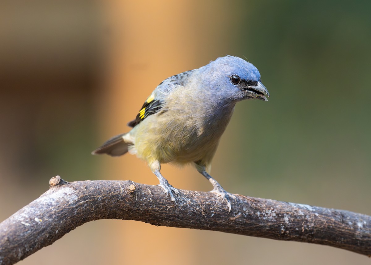 Yellow-winged Tanager - ML619860501