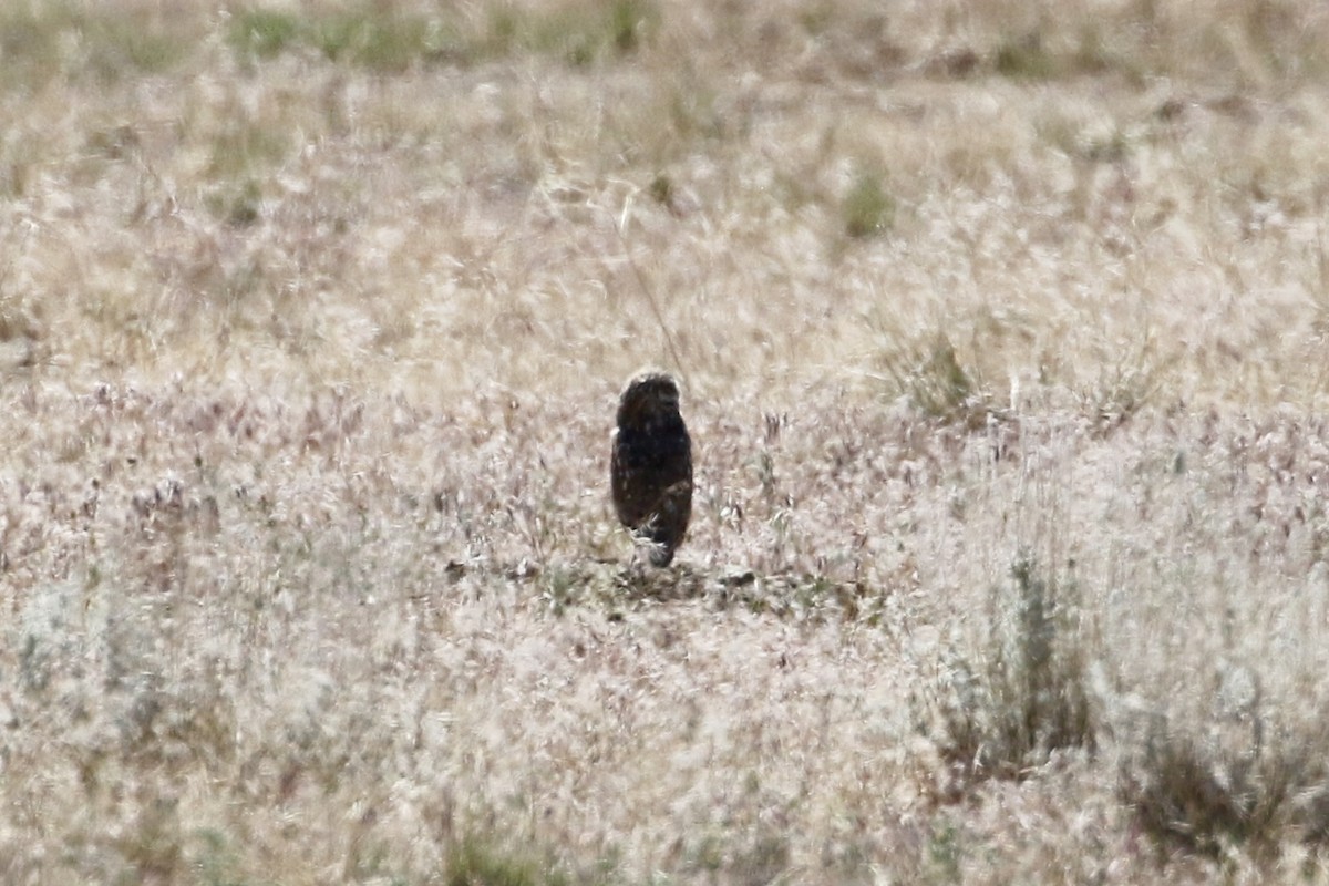 Burrowing Owl - ML619860502