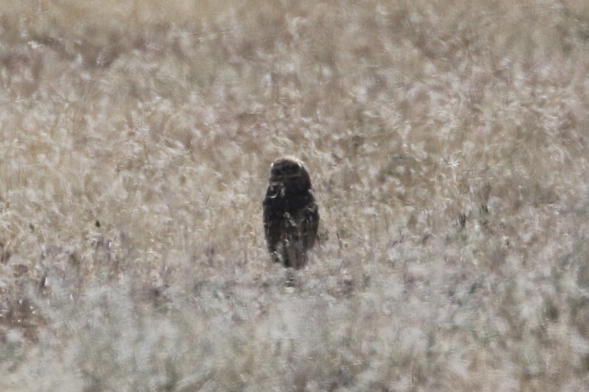 Burrowing Owl - ML619860503