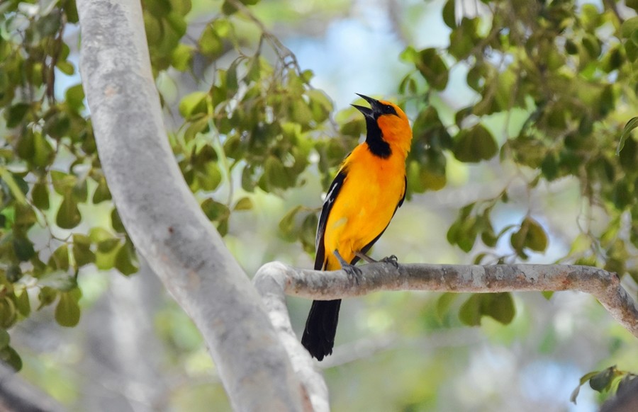 Hooded Oriole - ML619860510