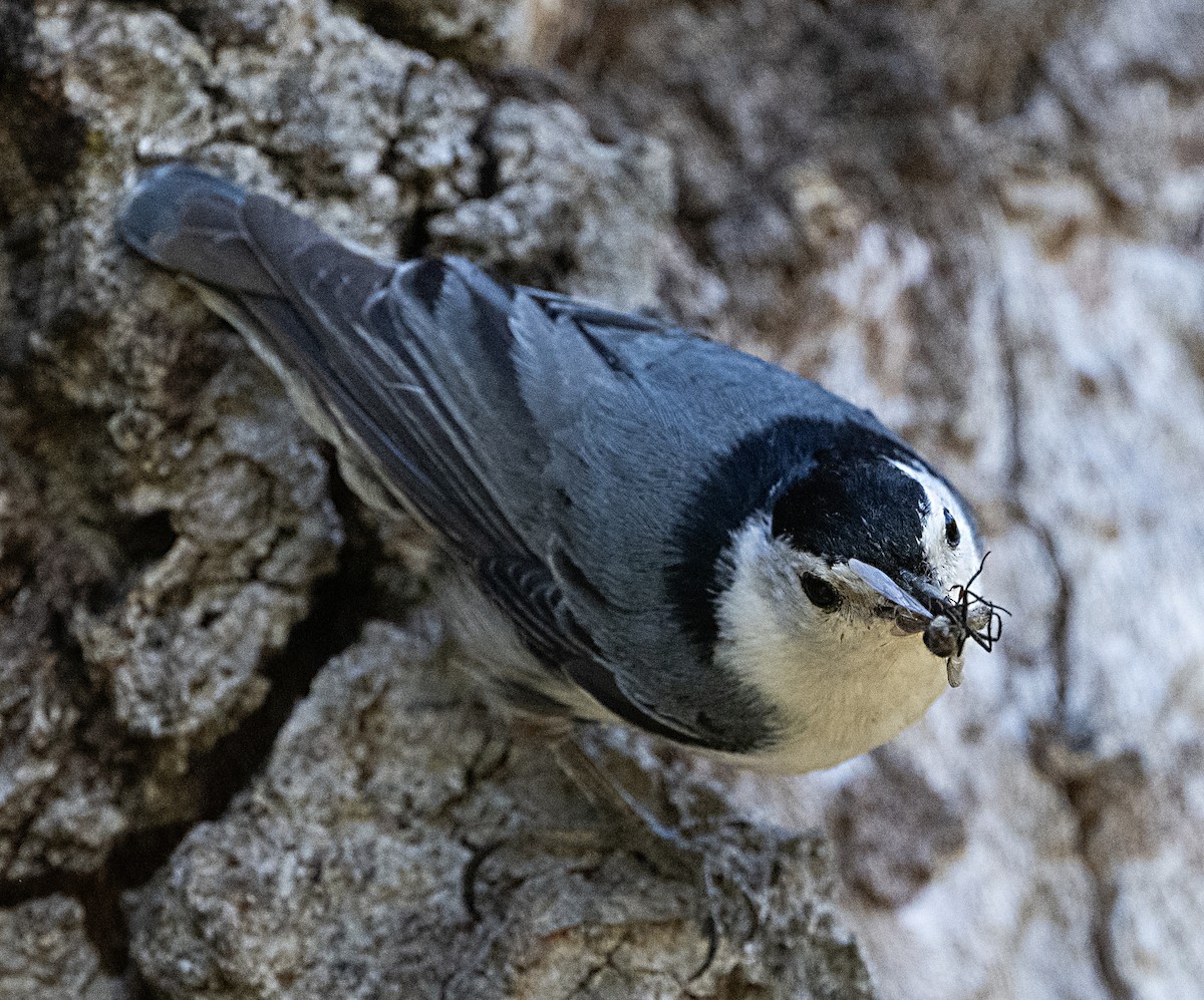 White-breasted Nuthatch - ML619860520