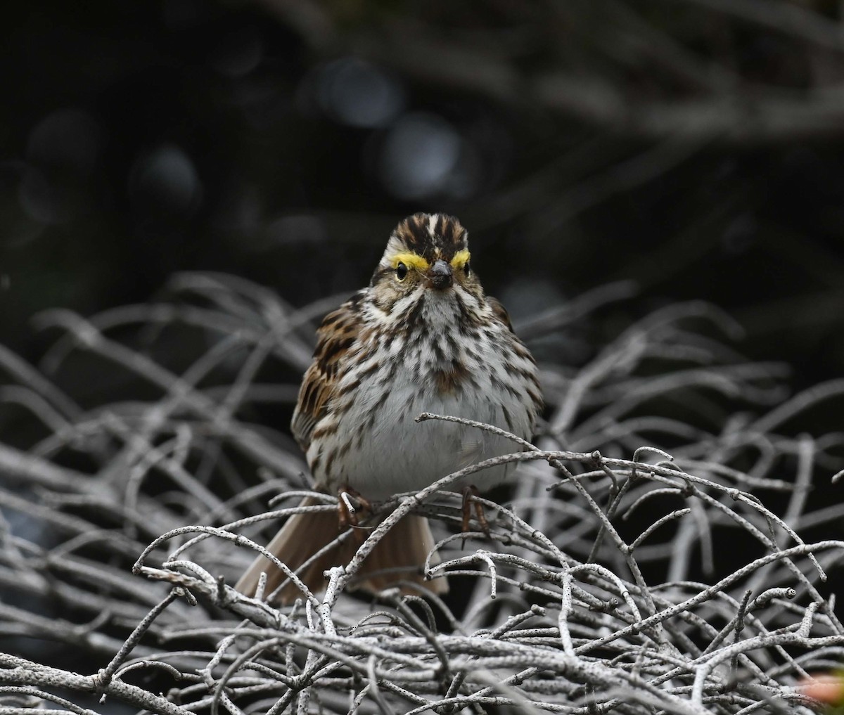 Savannah Sparrow - ML619860524