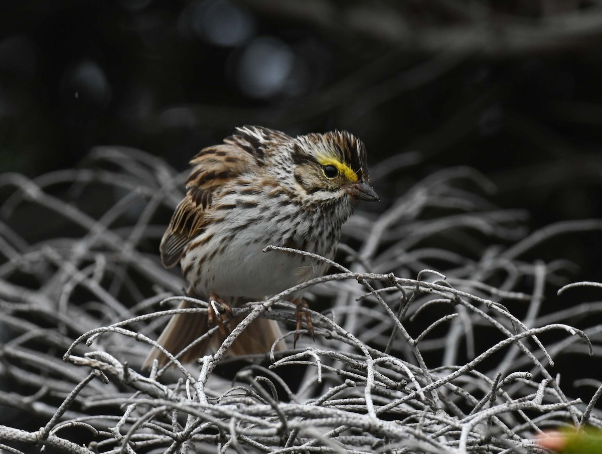 Savannah Sparrow - ML619860529