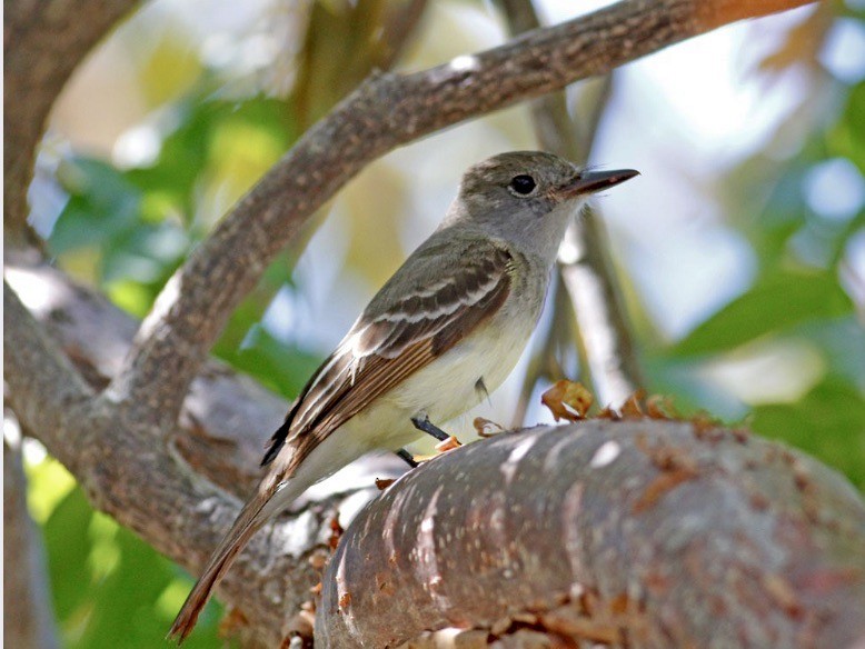 Great Crested Flycatcher - ML619860544