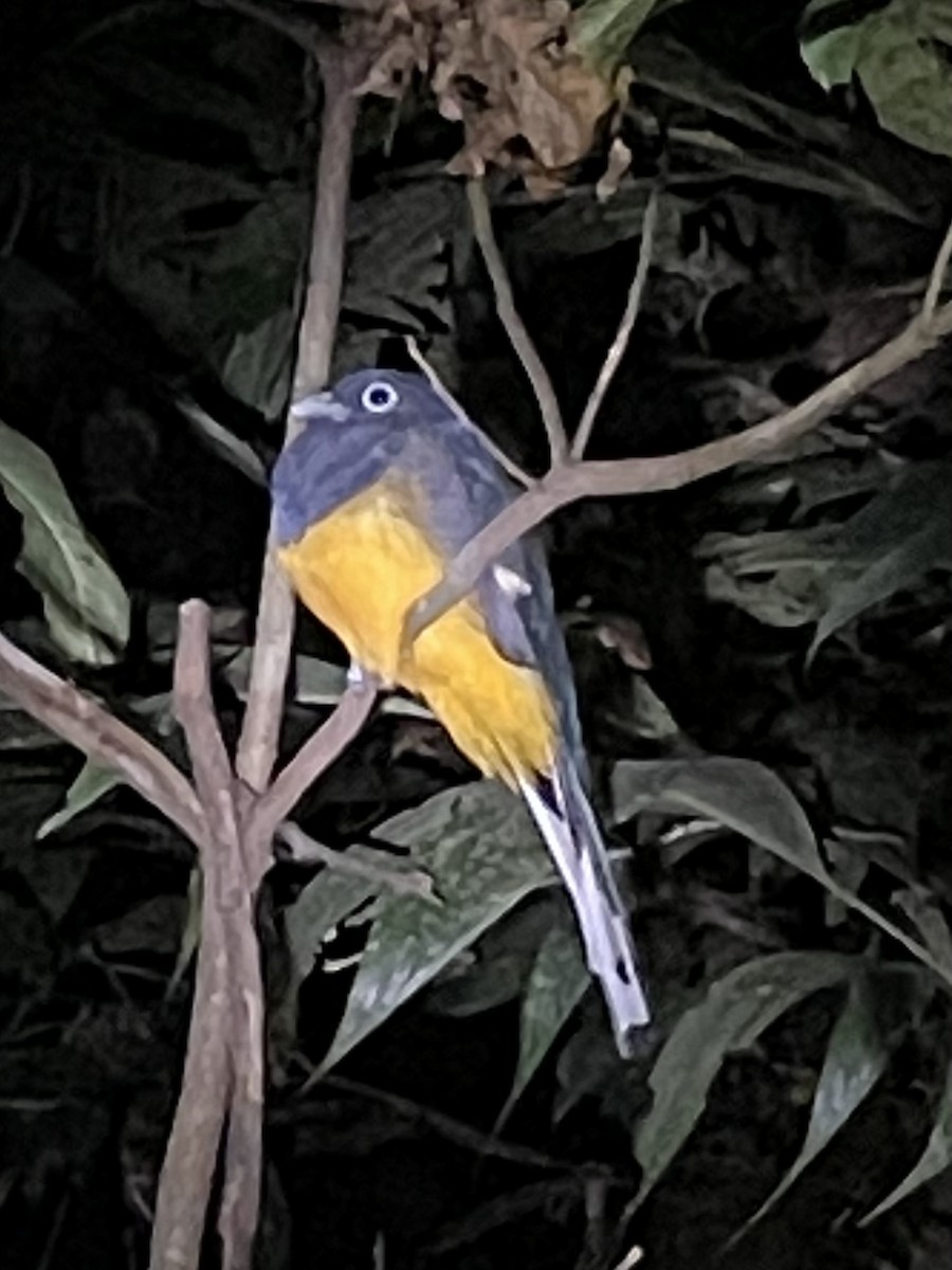 trogon zelenohřbetý - ML619860574