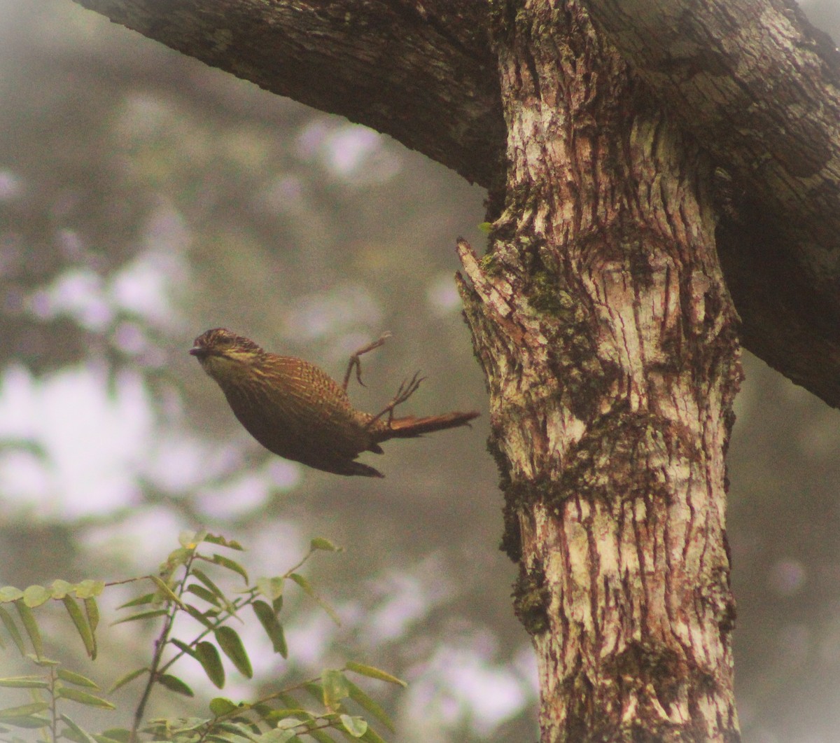 Planalto Woodcreeper - ML619860579