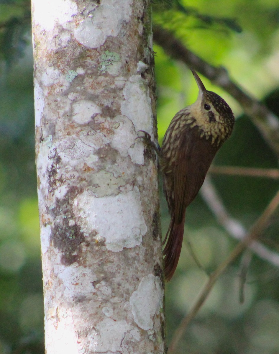 Lesser Woodcreeper - ML619860601