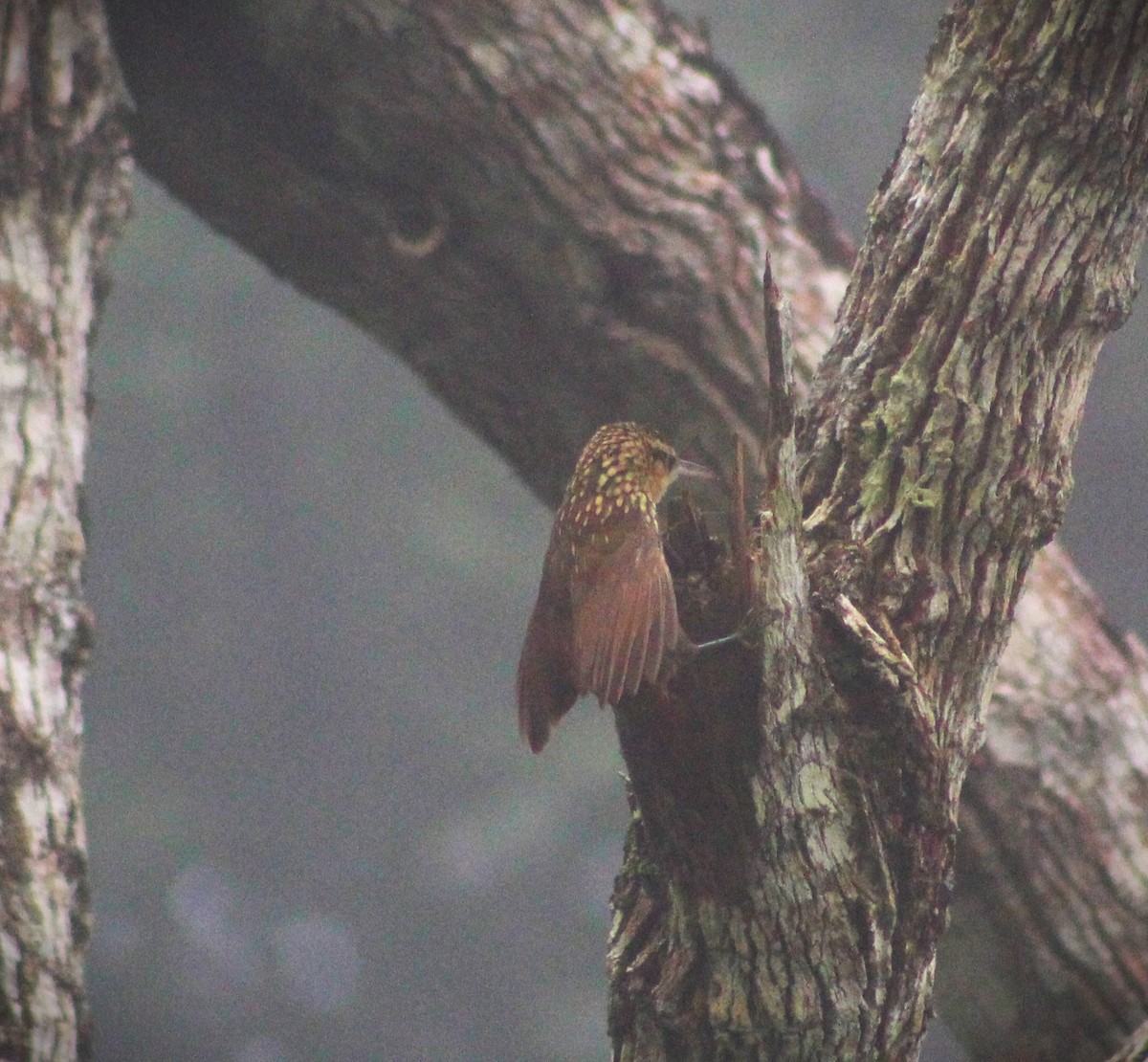 Lesser Woodcreeper - ML619860602