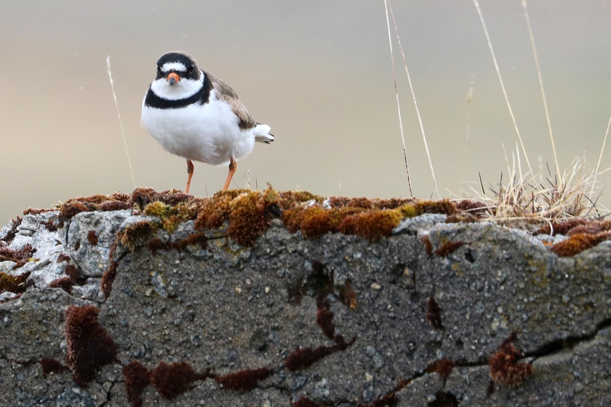 Semipalmated Plover - ML619860609
