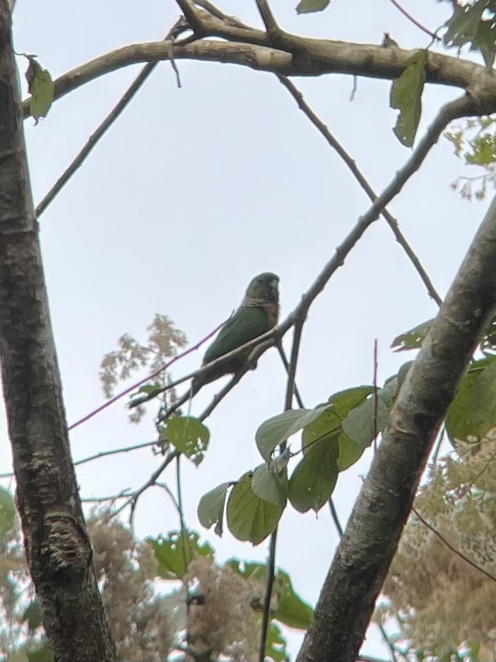 Black-capped Parakeet - ML619860613