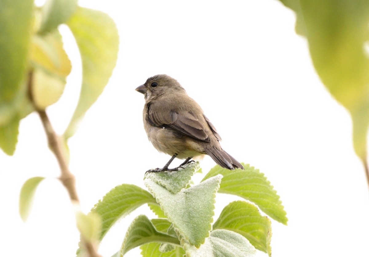 Double-collared Seedeater - ML619860627