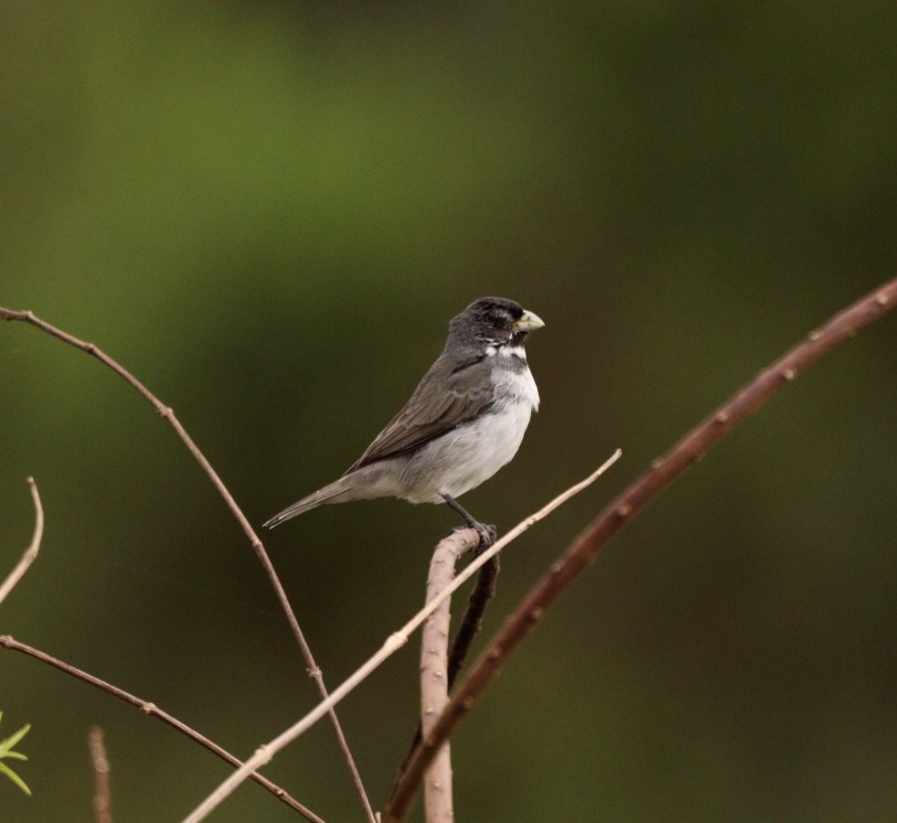 Double-collared Seedeater - ML619860630