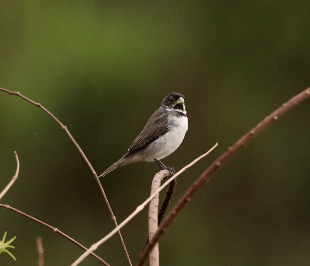 Double-collared Seedeater - ML619860631