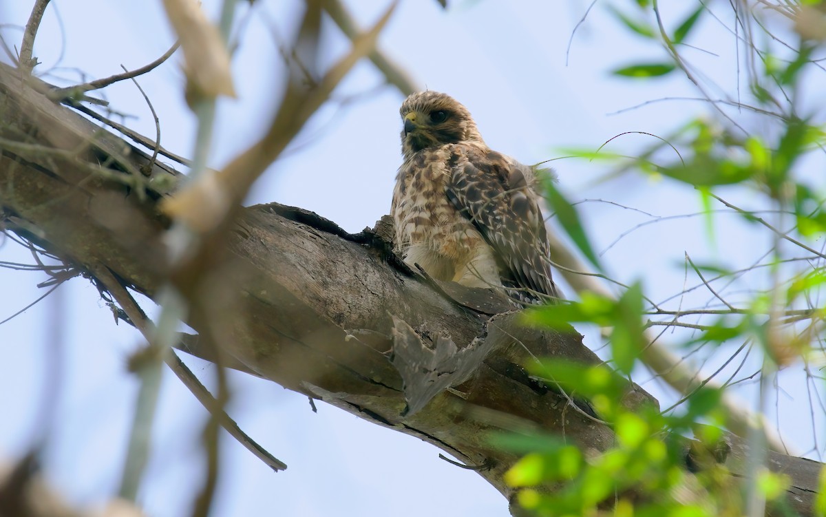 Red-shouldered Hawk - Jane Mygatt