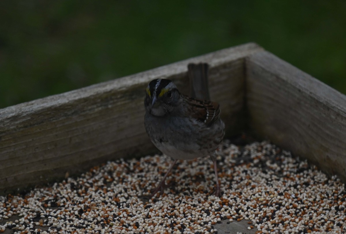 White-throated Sparrow - ML619860640