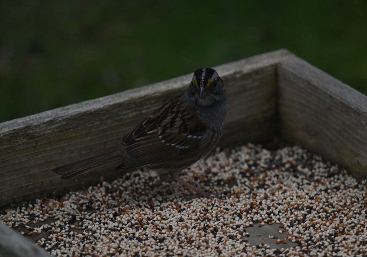 White-throated Sparrow - ML619860642