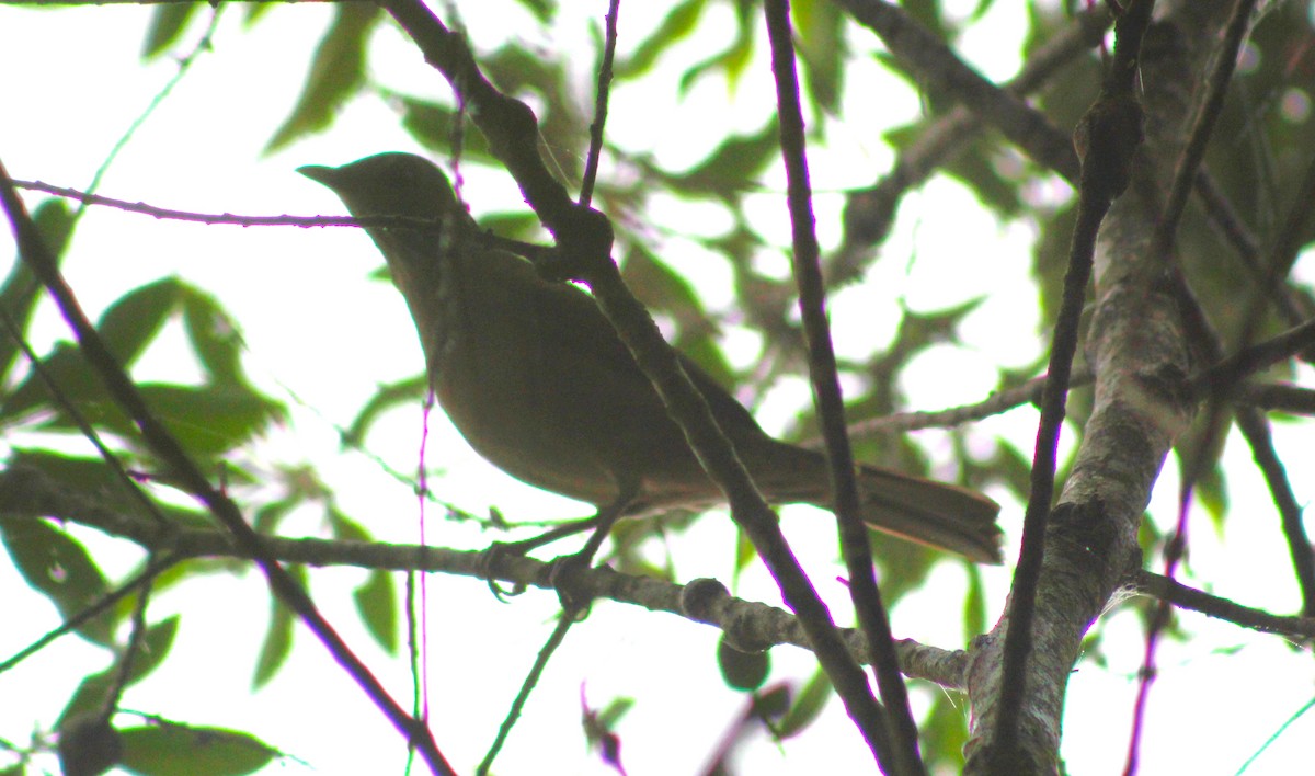 Pale-breasted Thrush - ML619860662