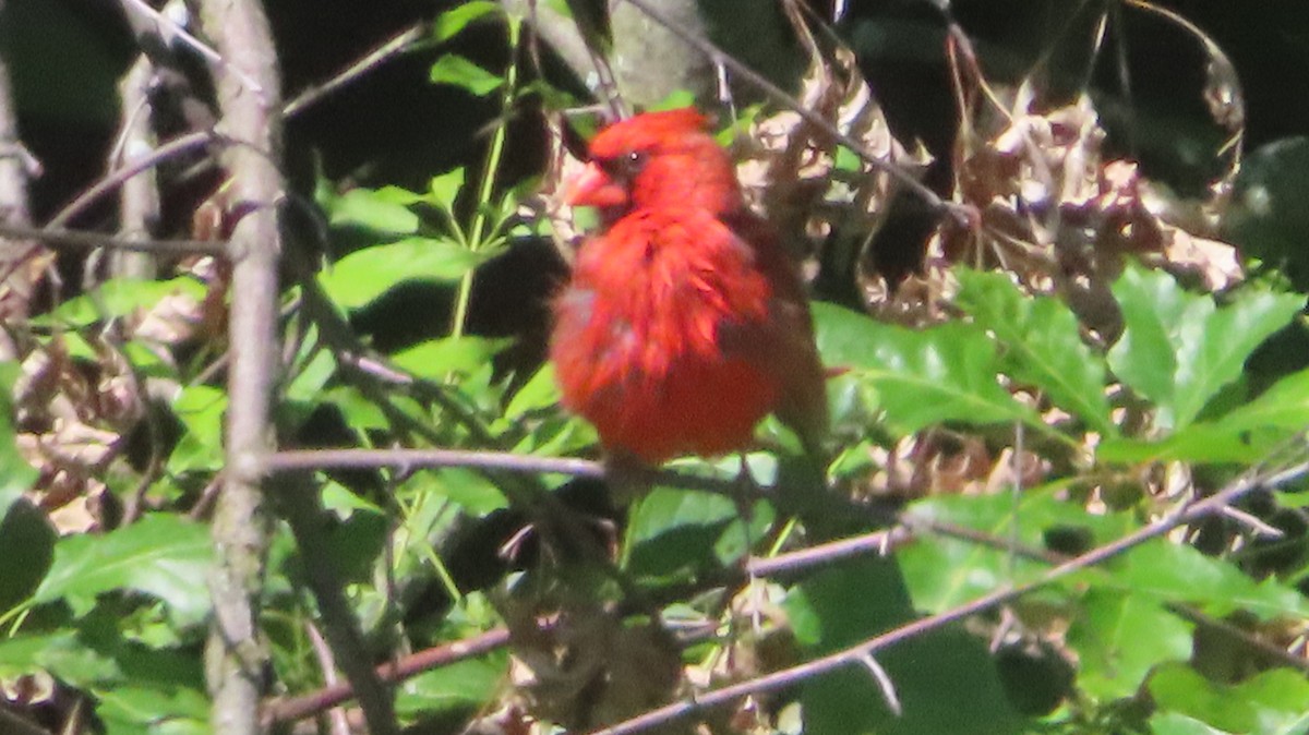 Cardinal rouge - ML619860672