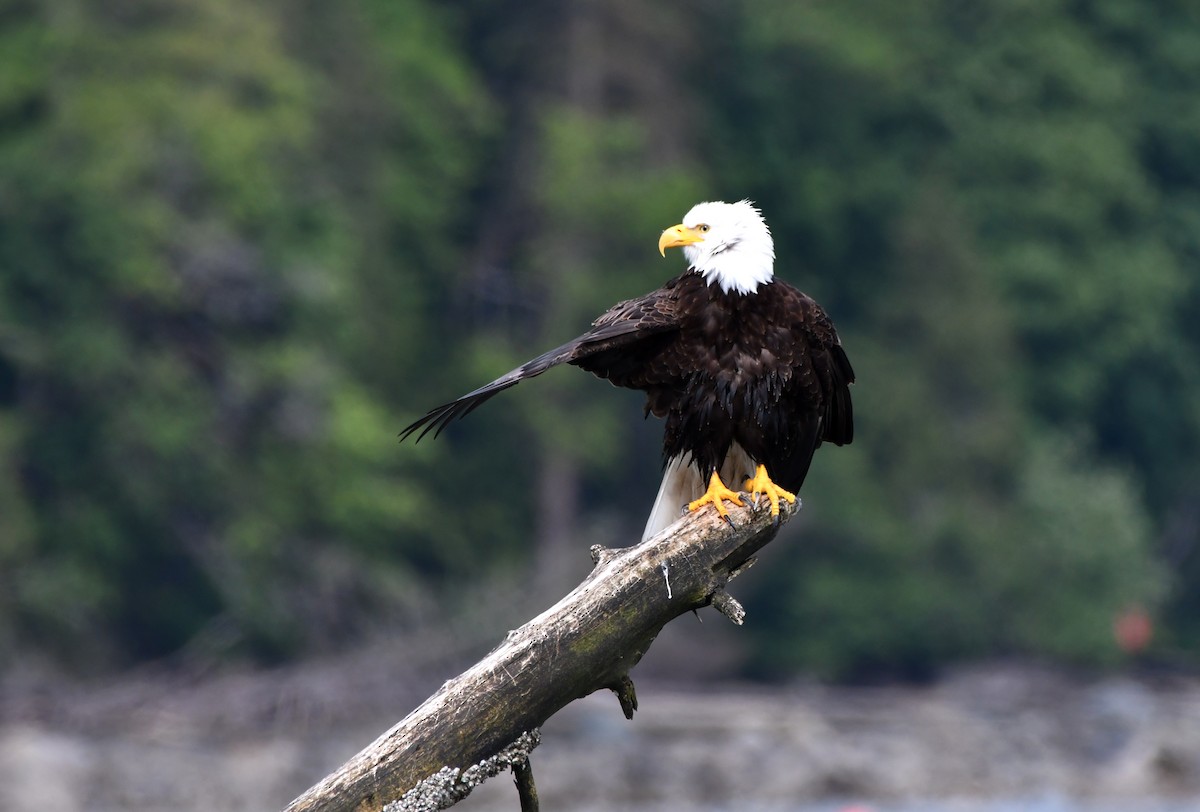 Bald Eagle - ML619860707