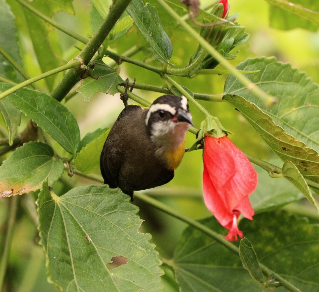 Bananaquit - ML619860725