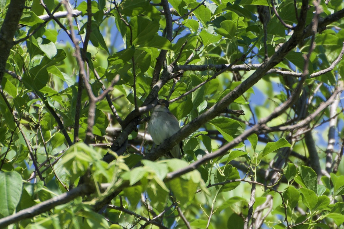 Alder Flycatcher - ML619860788