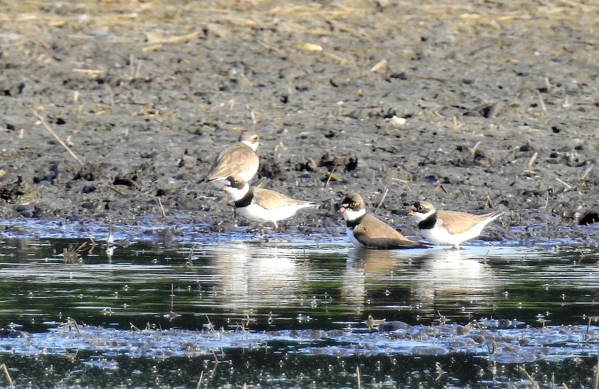 Semipalmated Plover - ML619860795