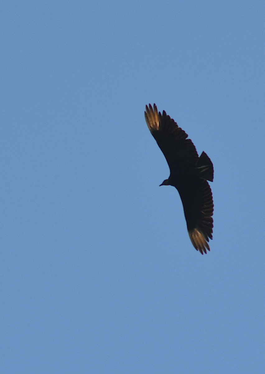 Black Vulture - ML619860797