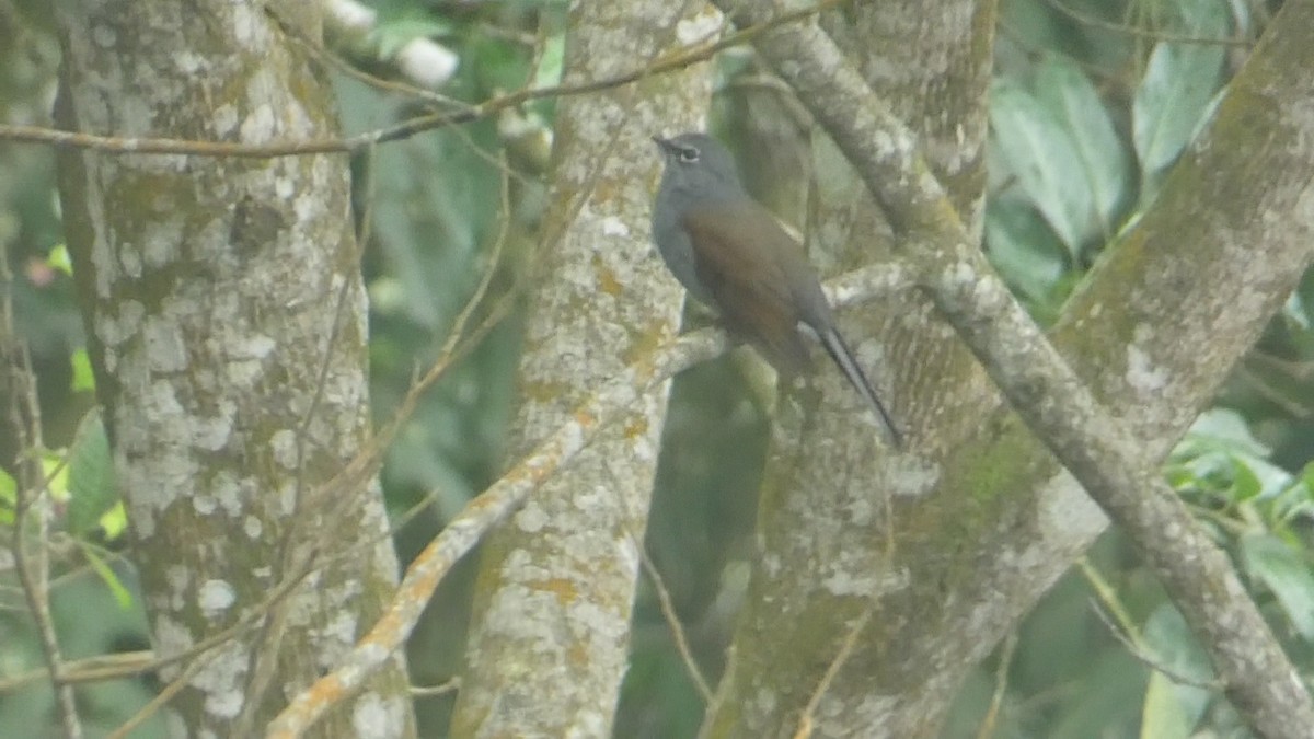 Brown-backed Solitaire - ML619860808