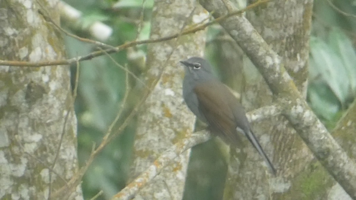 Brown-backed Solitaire - ML619860809