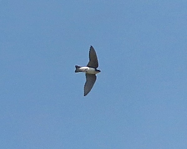 Tree Swallow - ML619860814